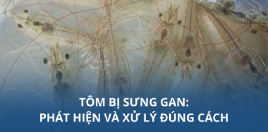 Tôm bị sưng gan: Phát hiện và xử lý đúng cách